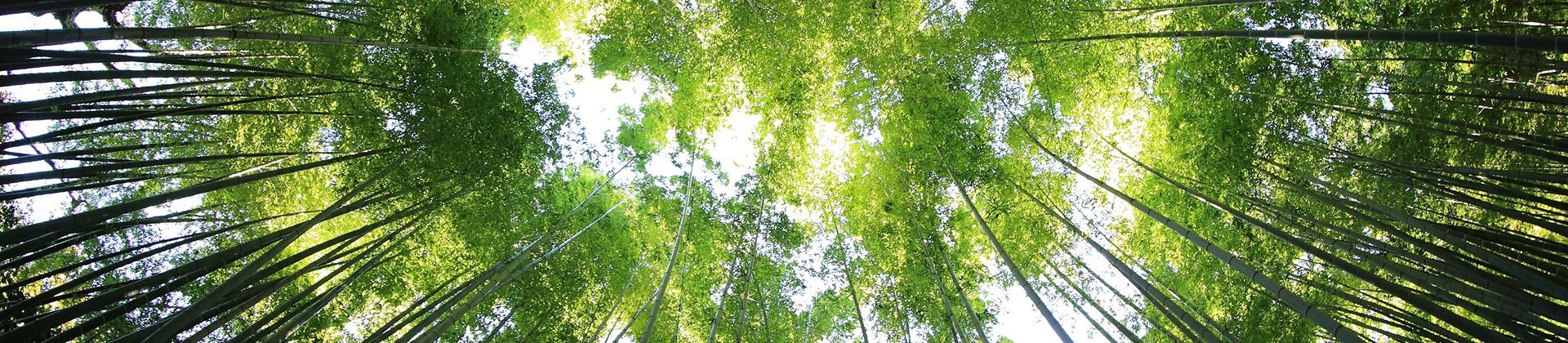 Ecology banner